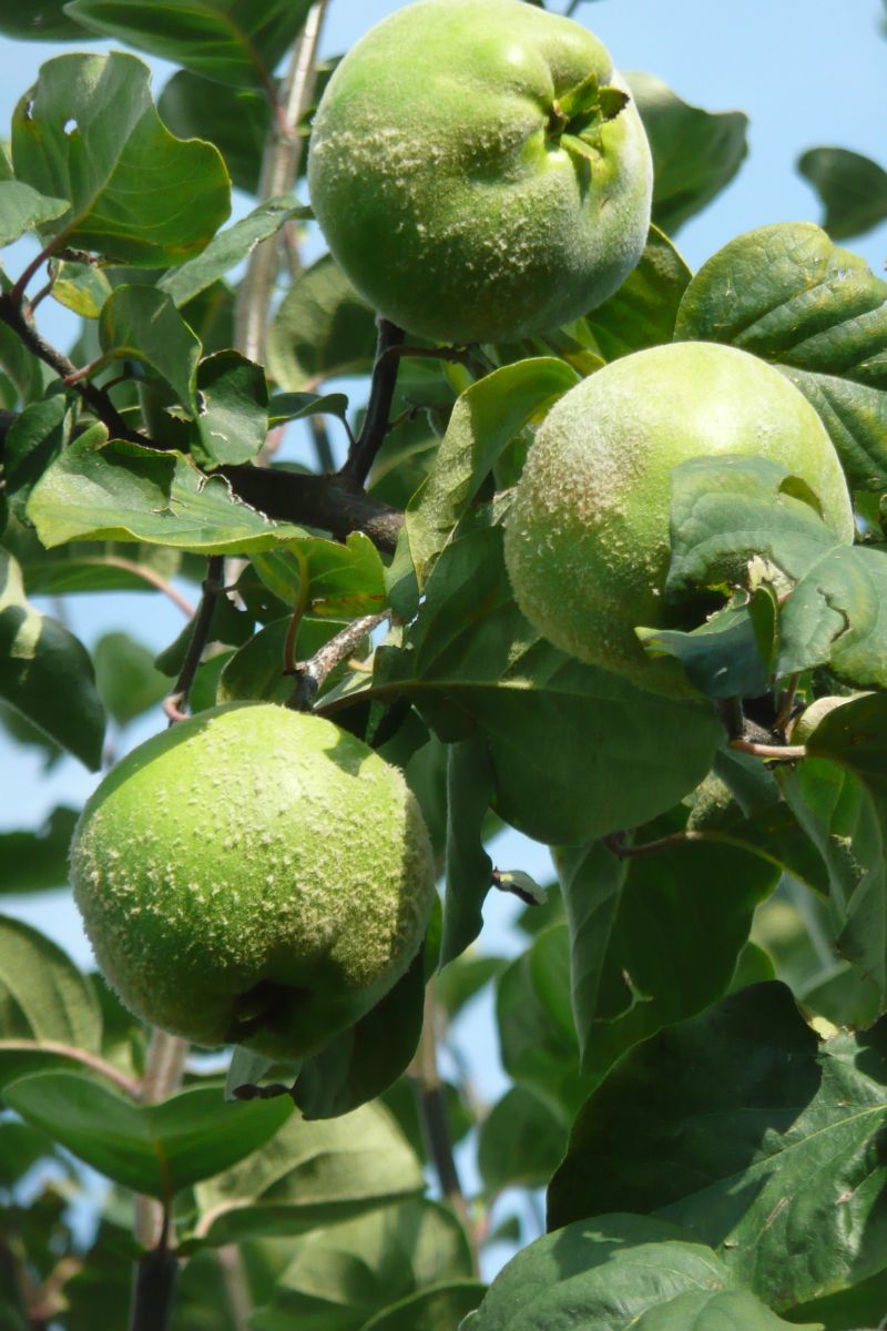 Ronda Quitte (anspruchslos) Ronda Quitte (anspruchslos)