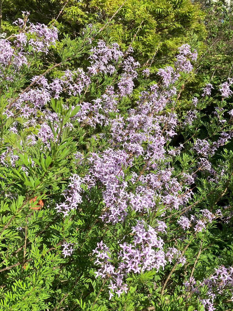 Afghanischer Flieder Afghanischer Flieder