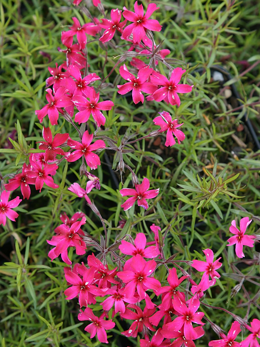 Teppichphlox Scarlet Flame