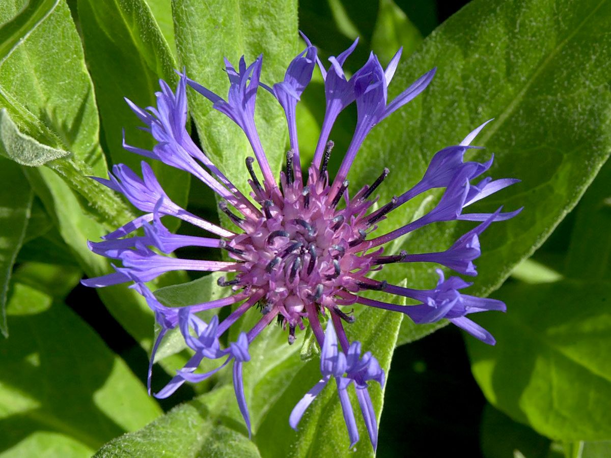 Bergflockenblume
