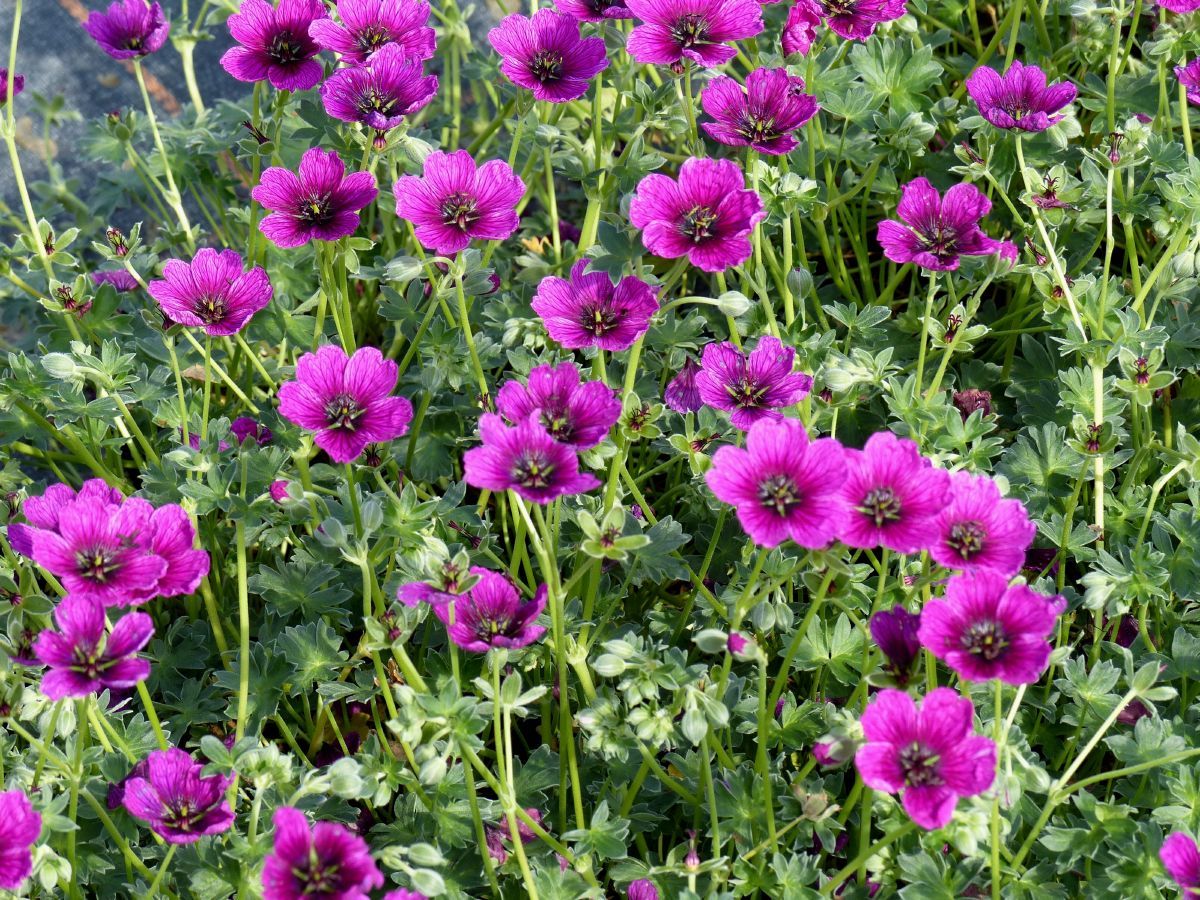Storchschnabel Jolly Jewel Purple