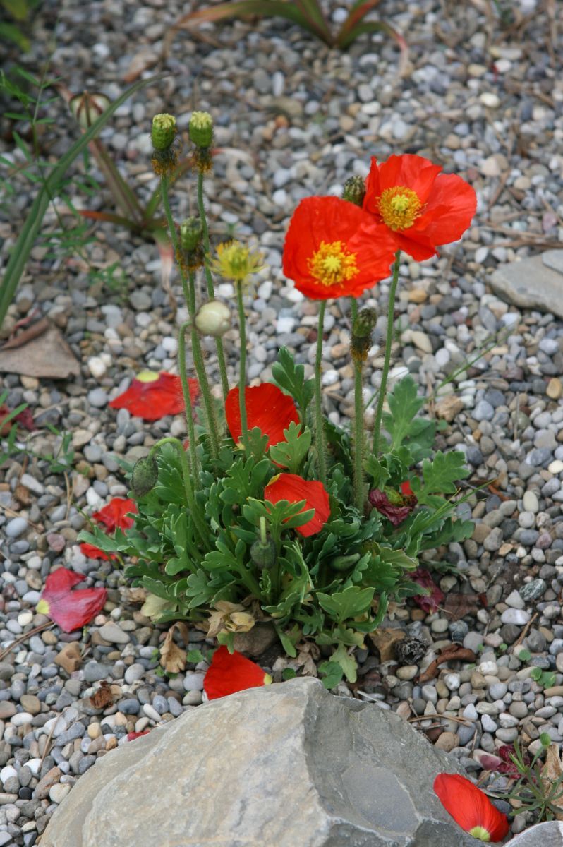 Islandmohn
