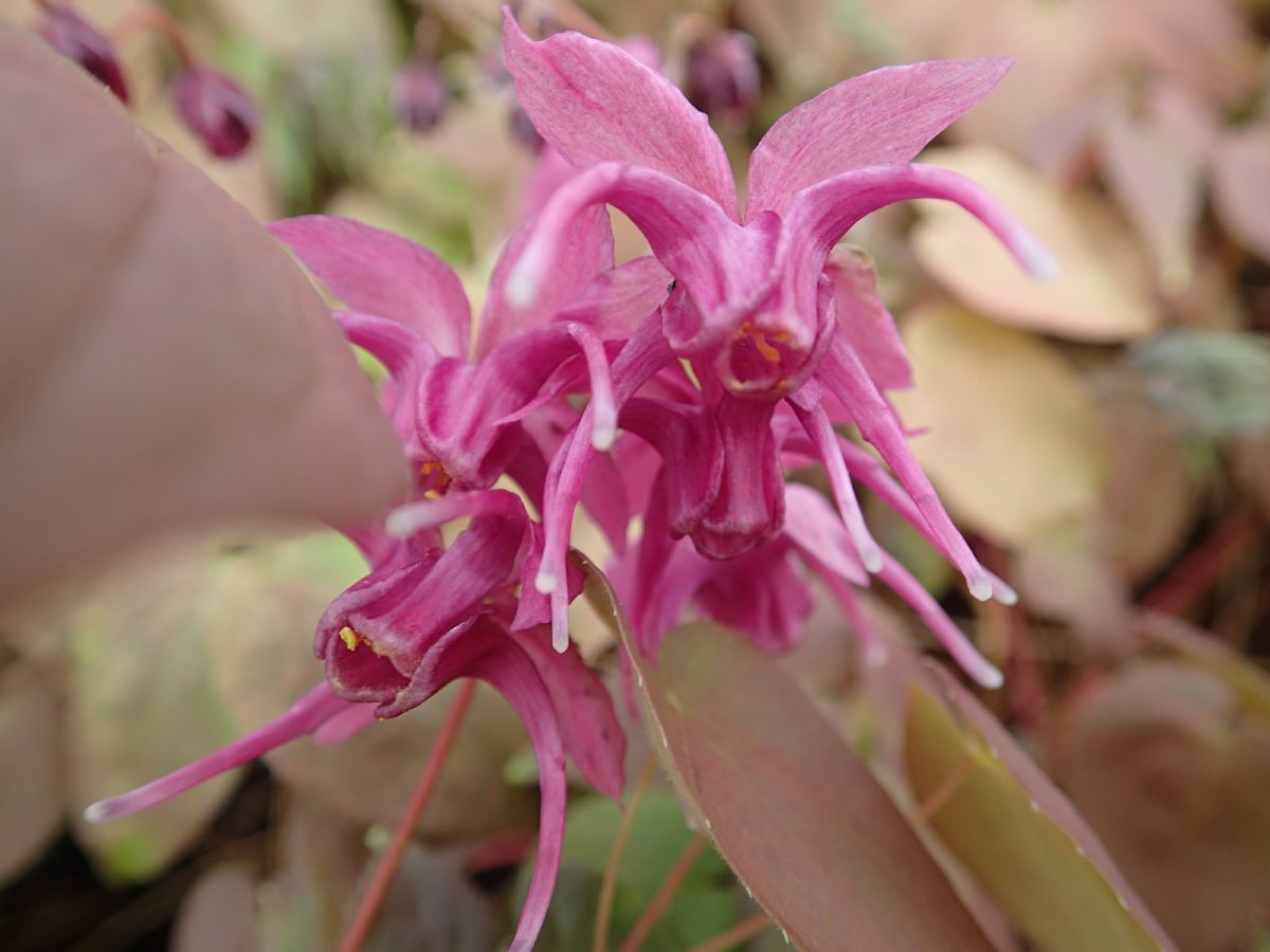 Elfenblume, Sockenblume Rose Queen Elfenblume, Sockenblume Rose Queen