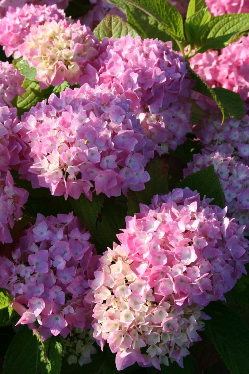 Ballhortensie Everbloom Semperflorens® Ballhortensie Everbloom Semperflorens®