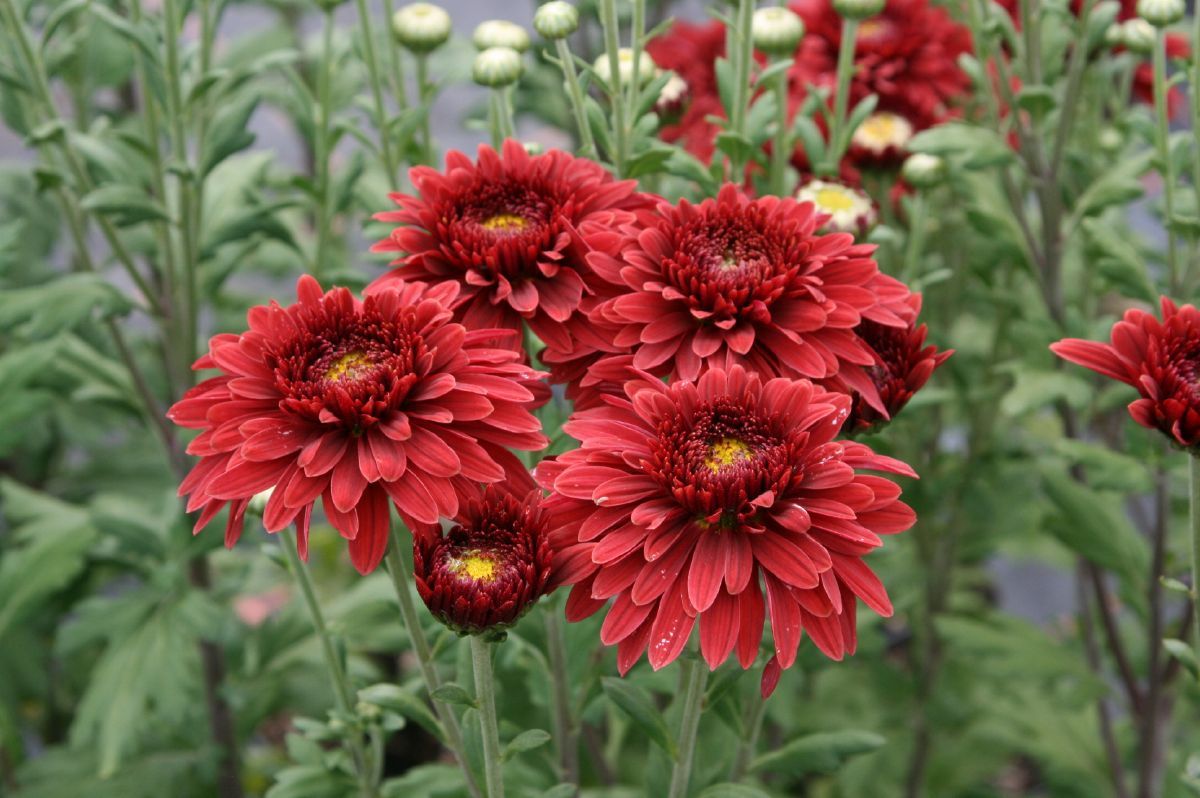 Winteraster Beppie Rot Winteraster Beppie Rot