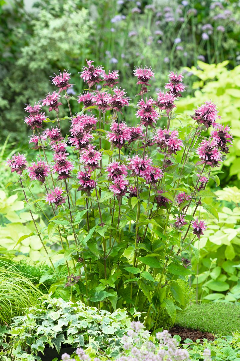 Goldmelisse, Indianernessel Beauty of Cobham