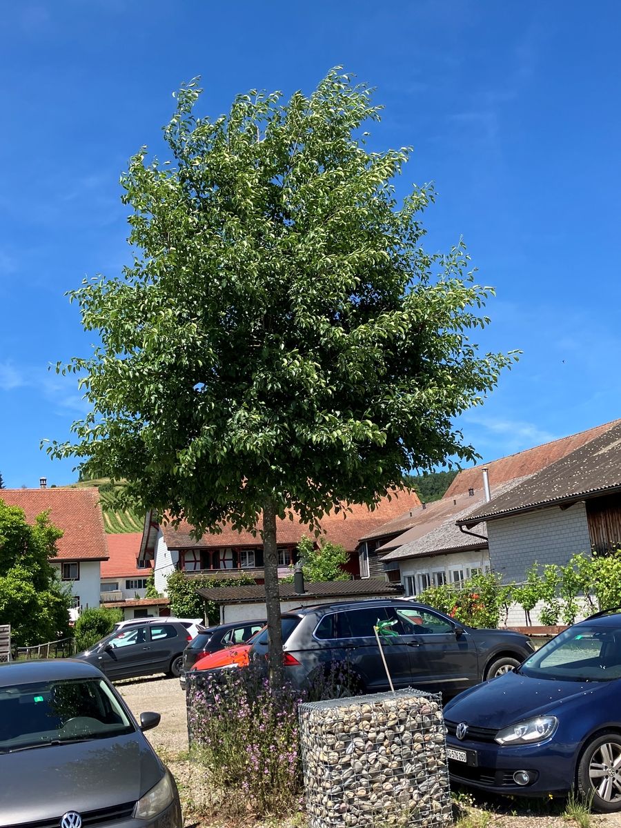 Italienische Erle
