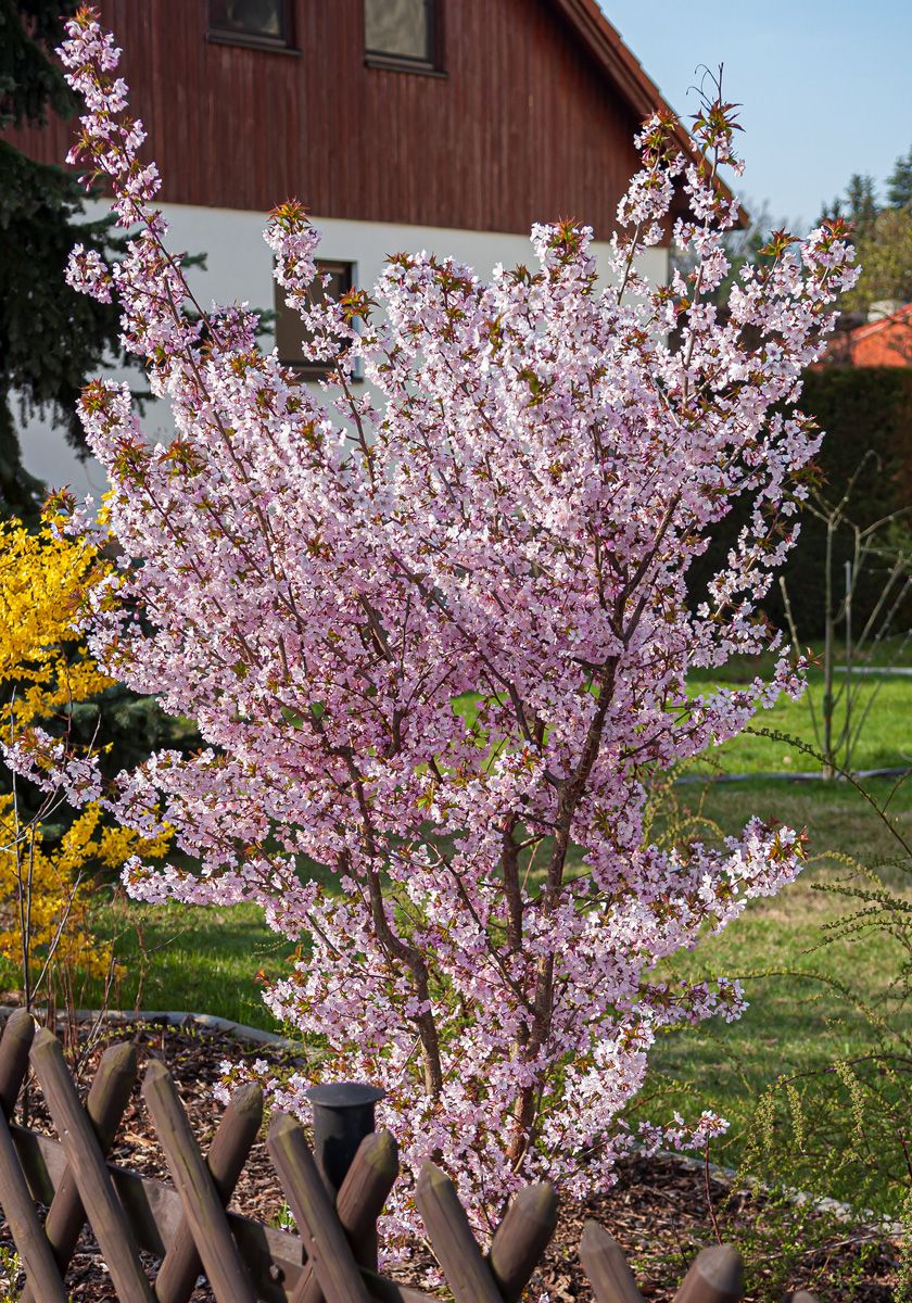 Kurilenkirsche Ruby