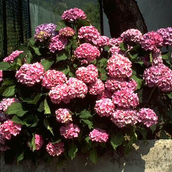 Gartenhortensie Bouquet Rose Gartenhortensie Bouquet Rose