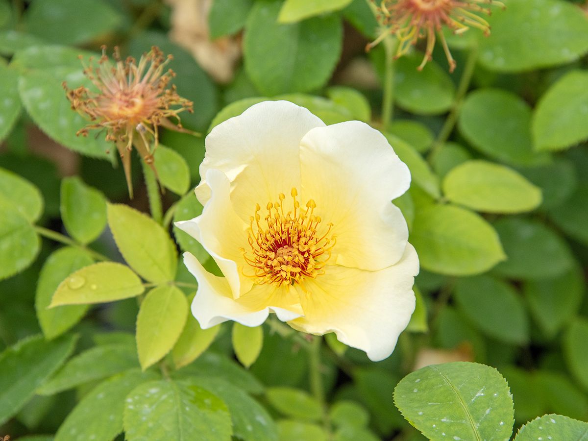 Golden Wings Strauchrose (anspruchslos, leichter Duft) Golden Wings Strauchrose (anspruchslos, leichter Duft)