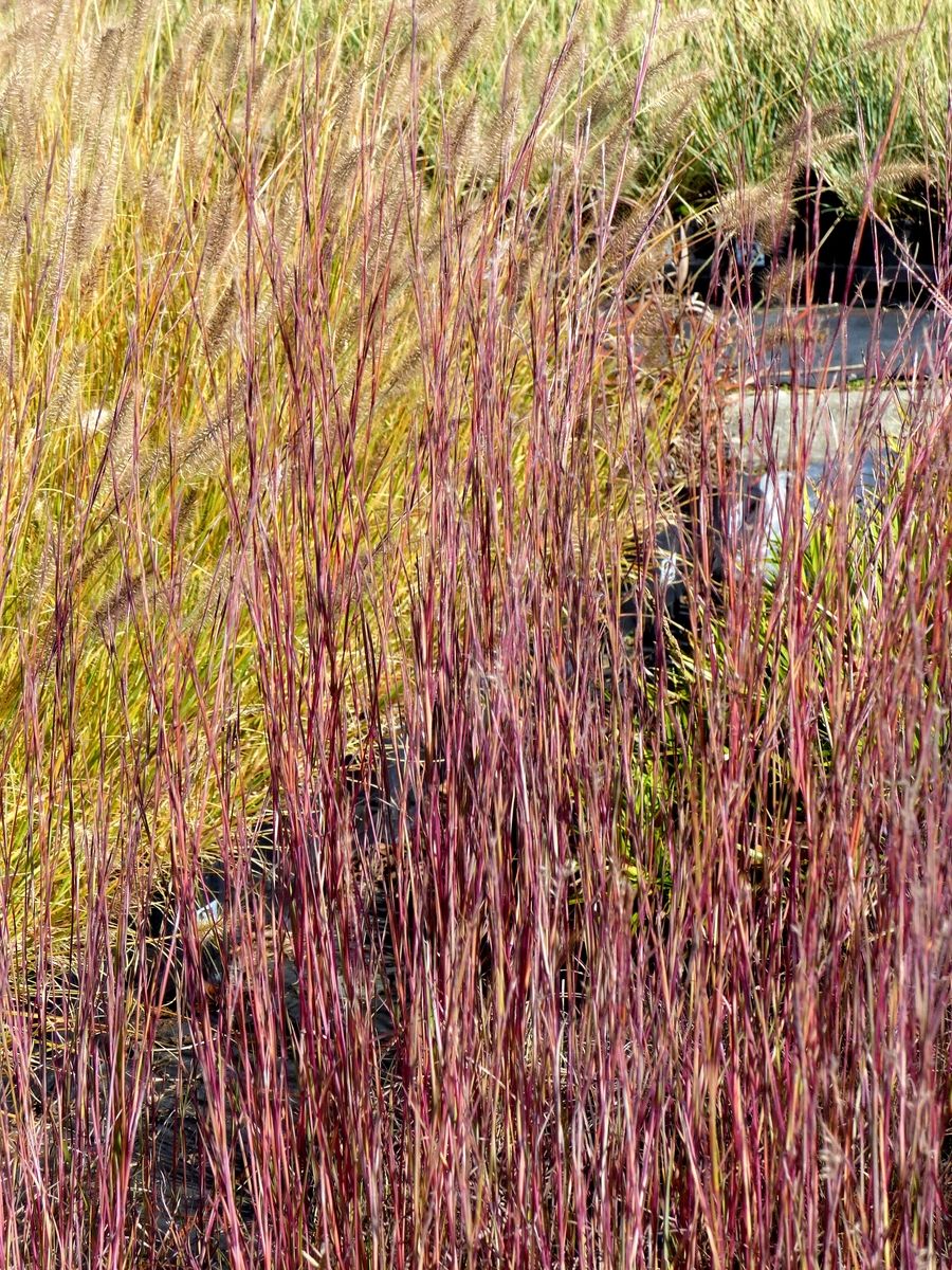 Felssteppen Bartgras Präriesommer