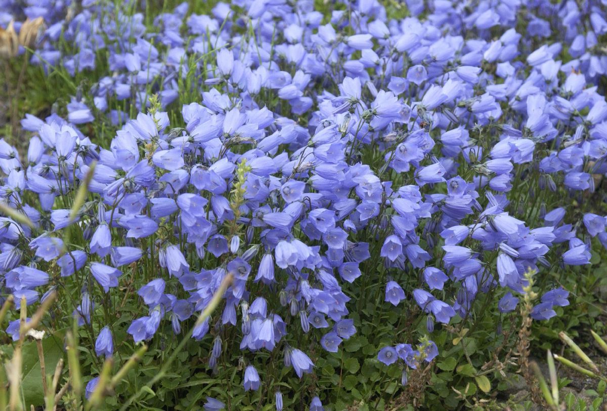 Niedliche Glockenblume