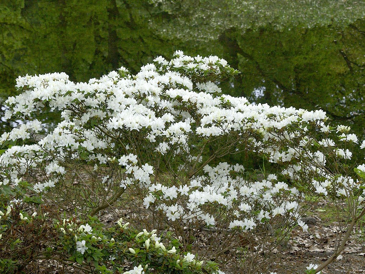 Japanische Azalee Kermesina Alba Japanische Azalee Kermesina Alba