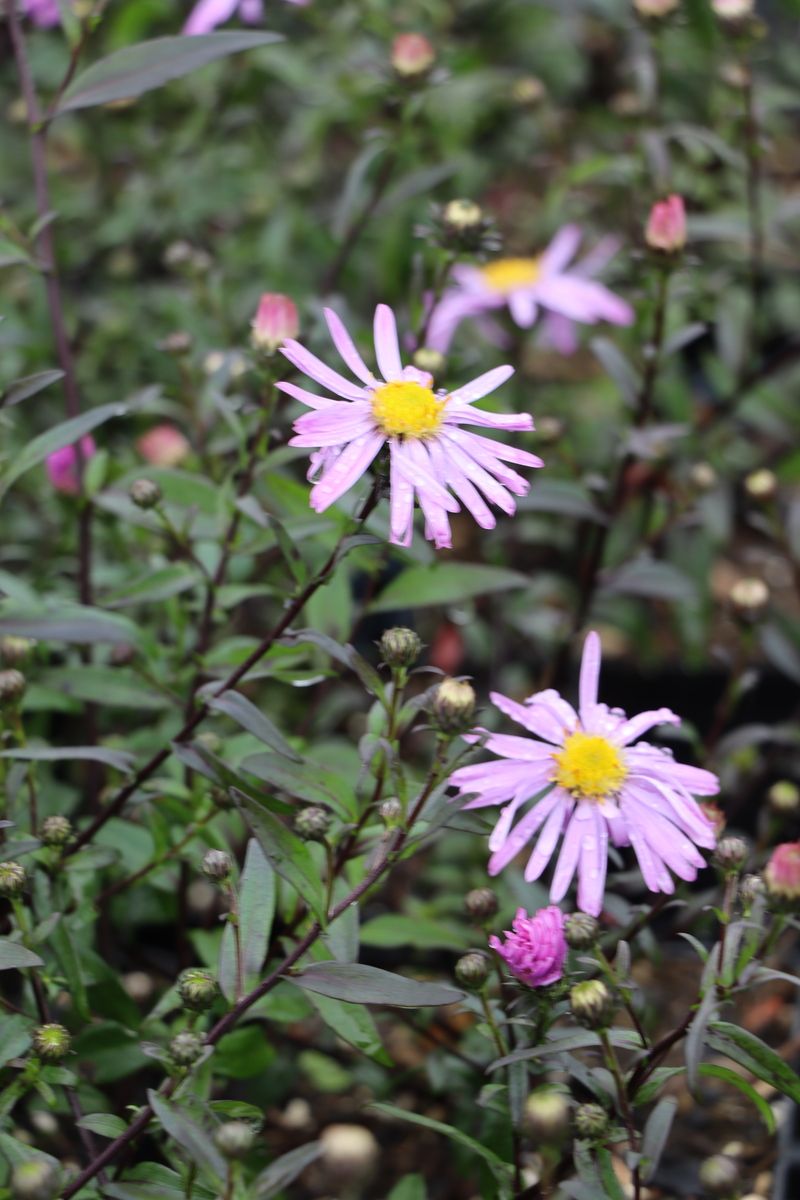 Glatte Aster Glow in the Dark