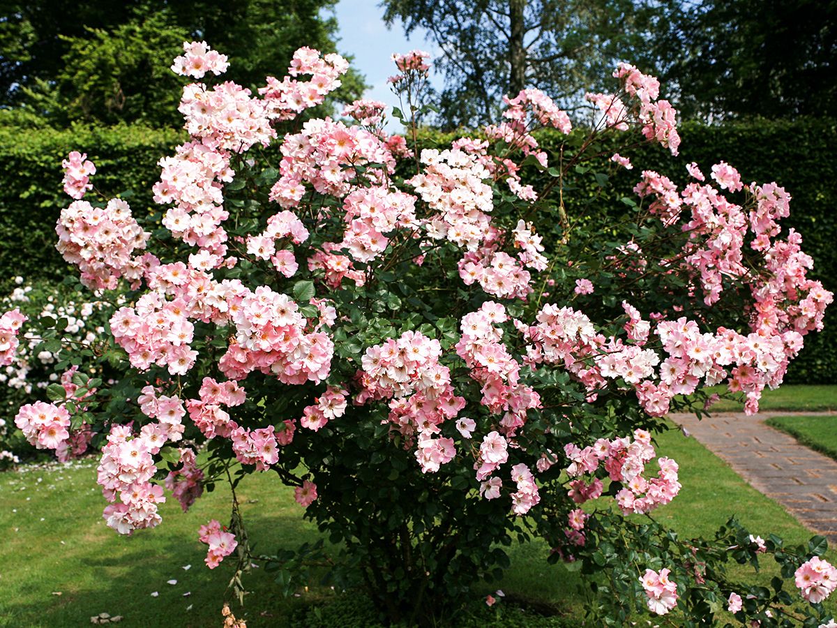 Sparrieshoop Strauchrose (anspruchslos)