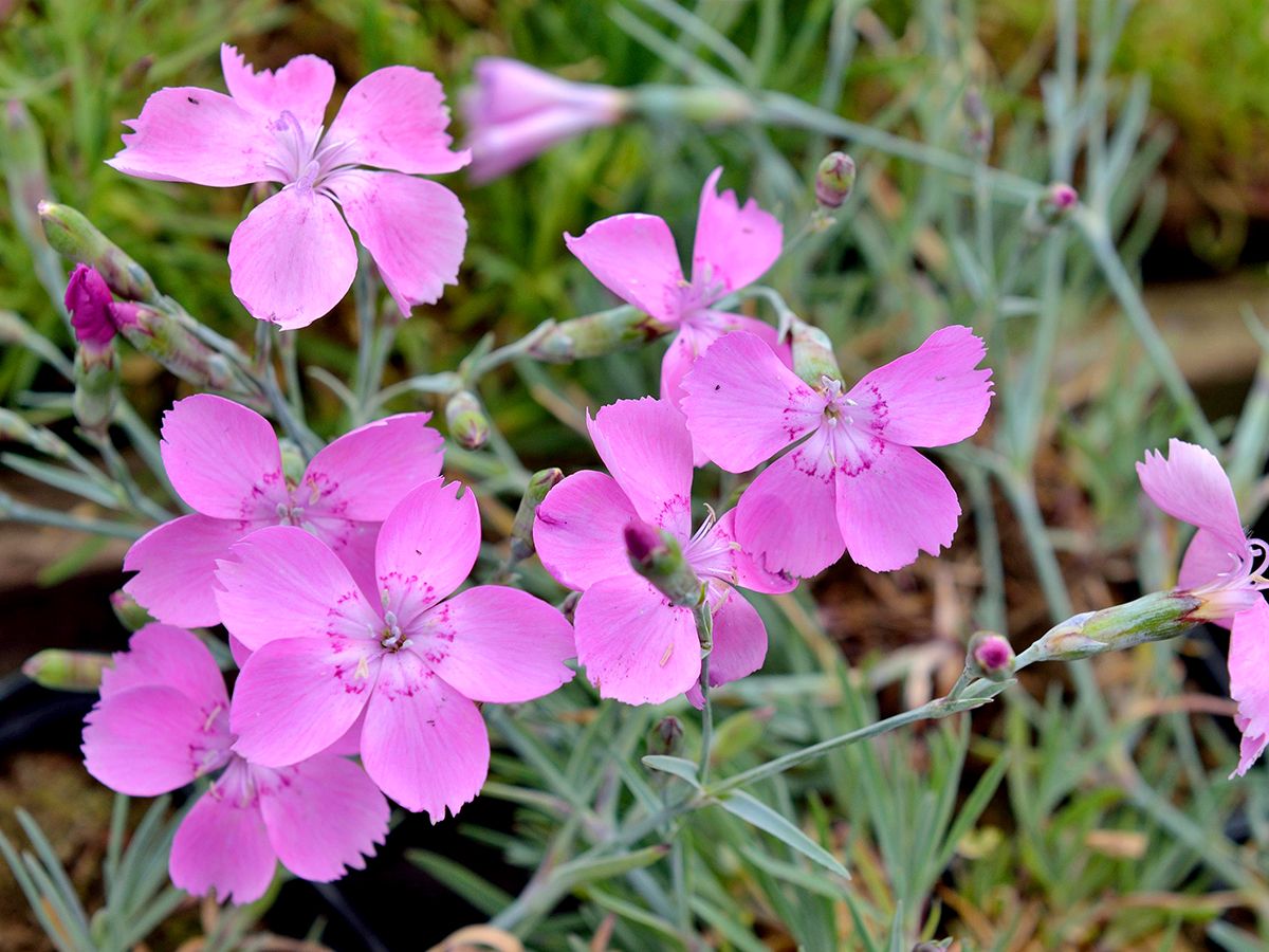 Pfingstnelke, Grenobler Nelke Blauigel