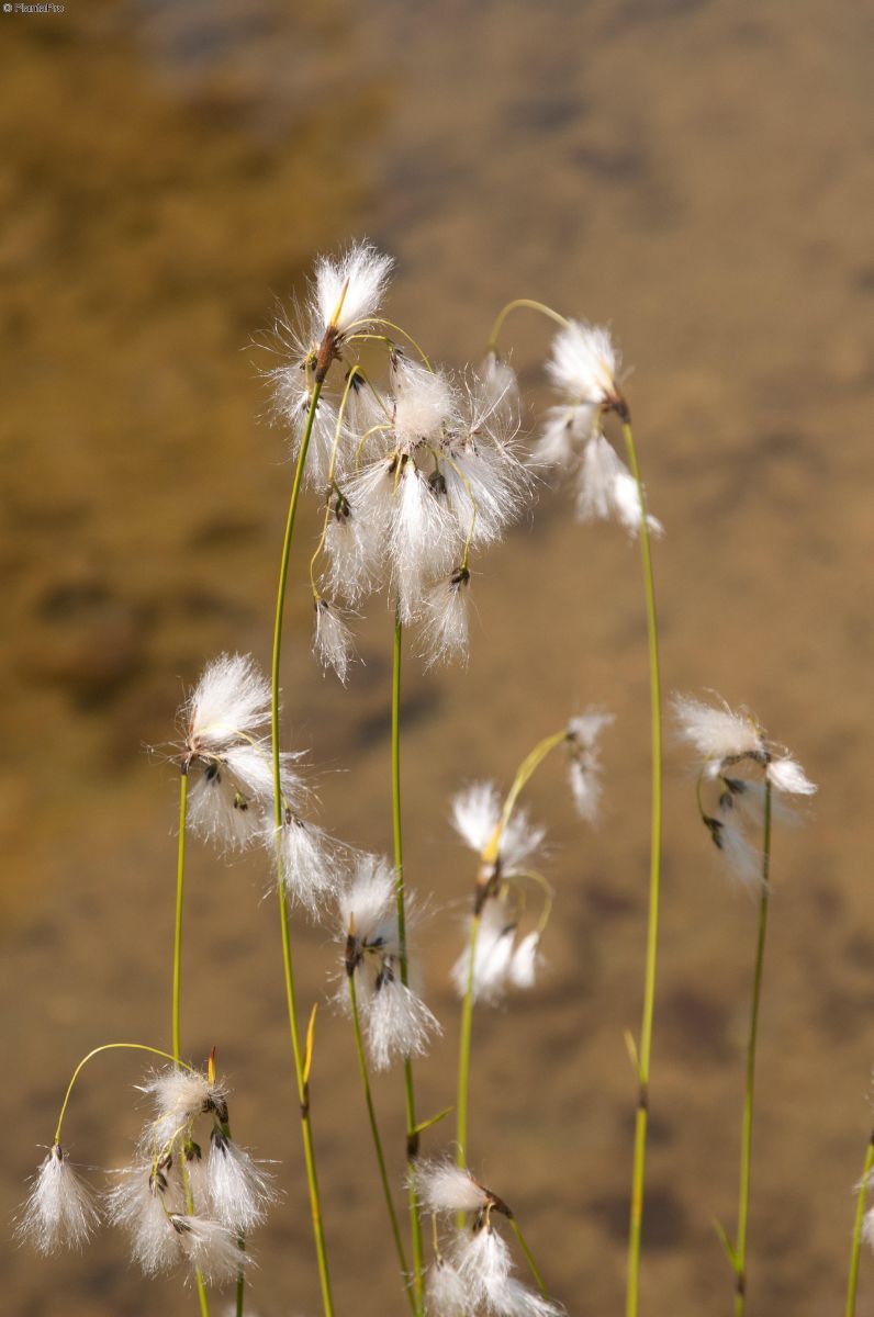 Breitblättriges Wollgras