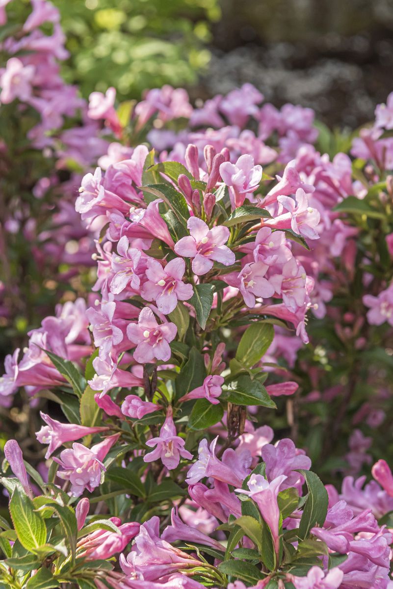 Zwergweigelie Pink Poppet®