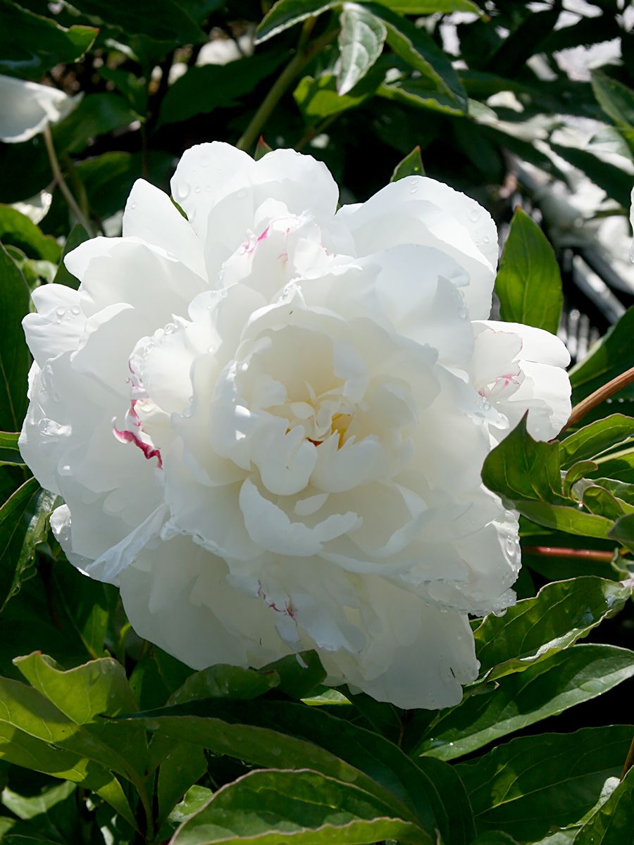 Pfingstrose Gardenia