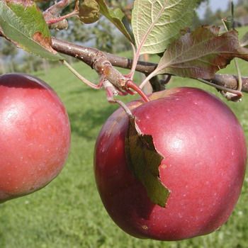 Berner Rosen Apfel Berner Rosen Apfel