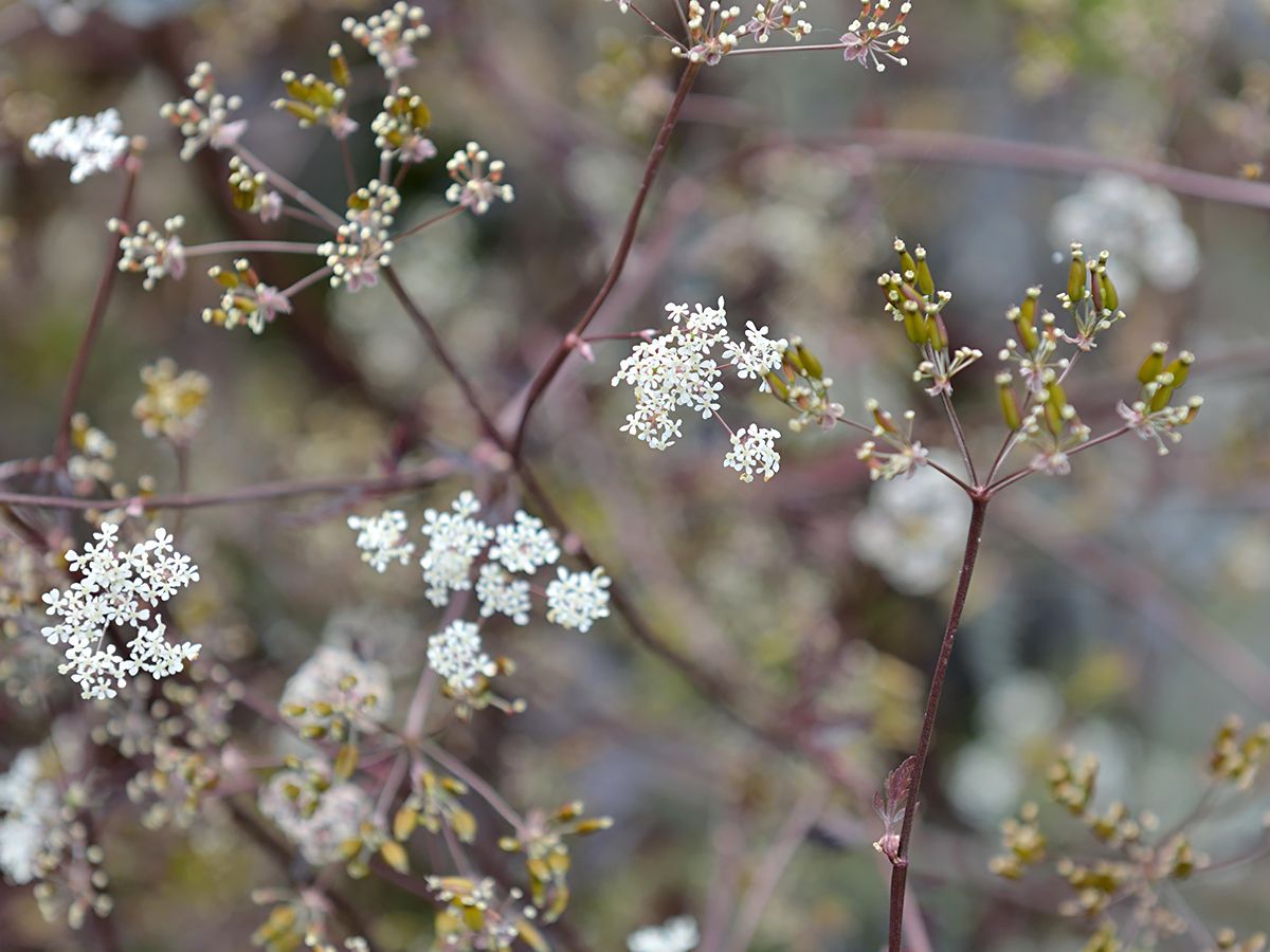 Roter Wiesenkerbel Ravenswing Roter Wiesenkerbel Ravenswing