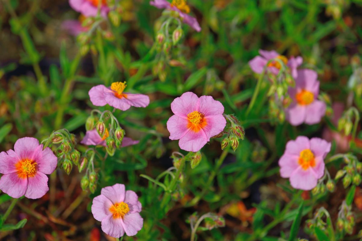 Sonnenröschen Rhodanthe Carneum
