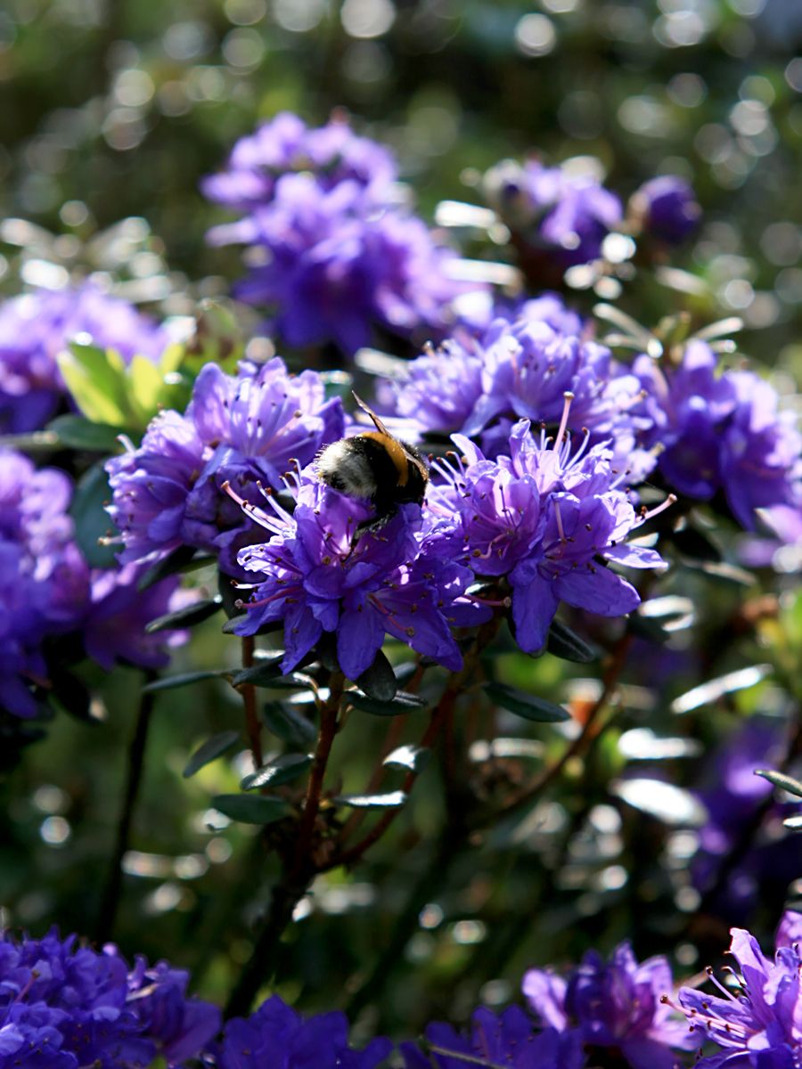 Zwergrhododendron Azurika