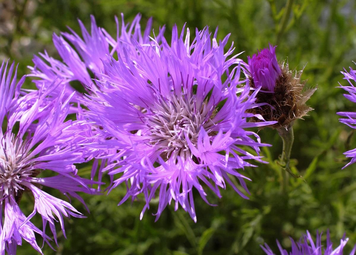 Silberflockenblume Silberflockenblume