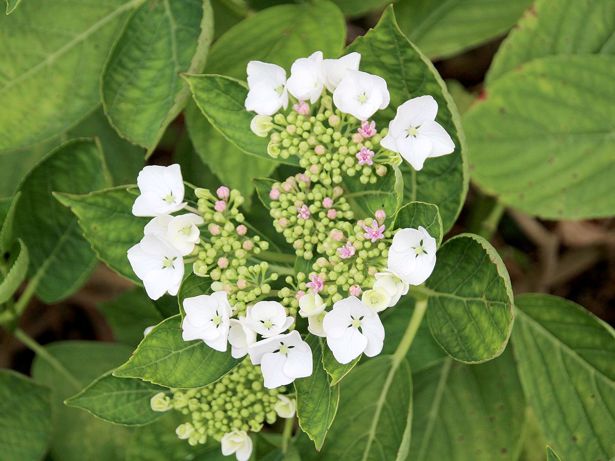 Gartenhortensie Libelle