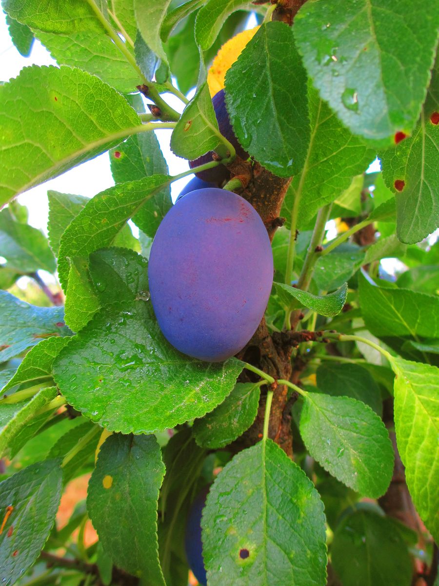 Zwergzwetschge Blue Dust (S)