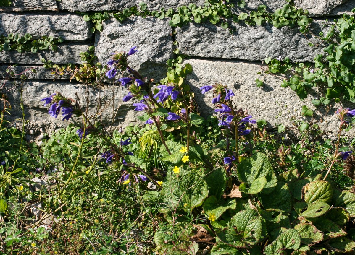Felsendrachenkopf