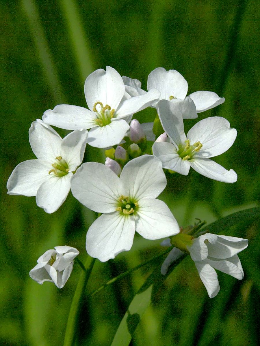Kleeblättriges Schaumkraut