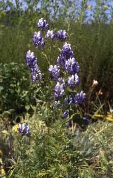 Zweifarbiger Eisenhut Bicolor