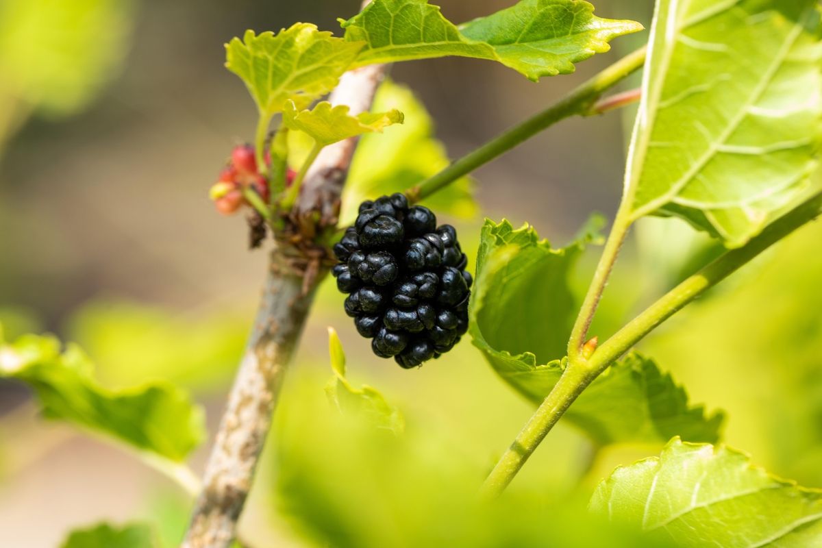 Zwergmaulbeerbaum Mojo Berry®