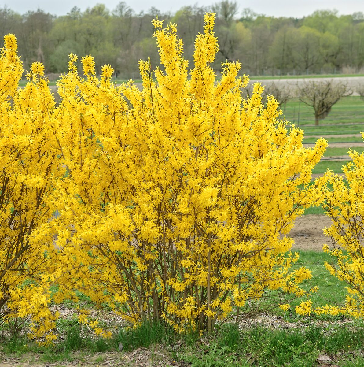 Forsythie Week-End®