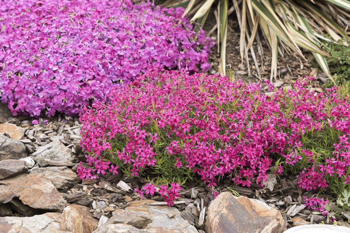 Teppichphlox Scarlet Flame