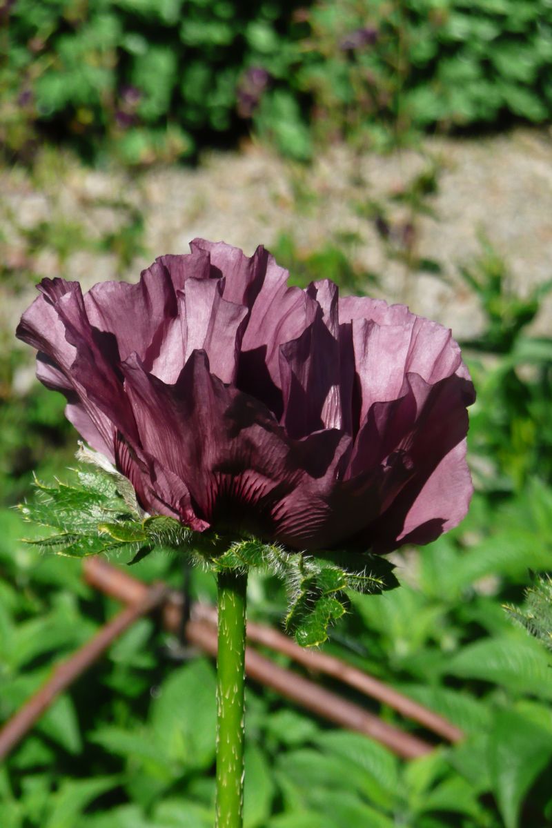 Türkenmohn Patty's Plum