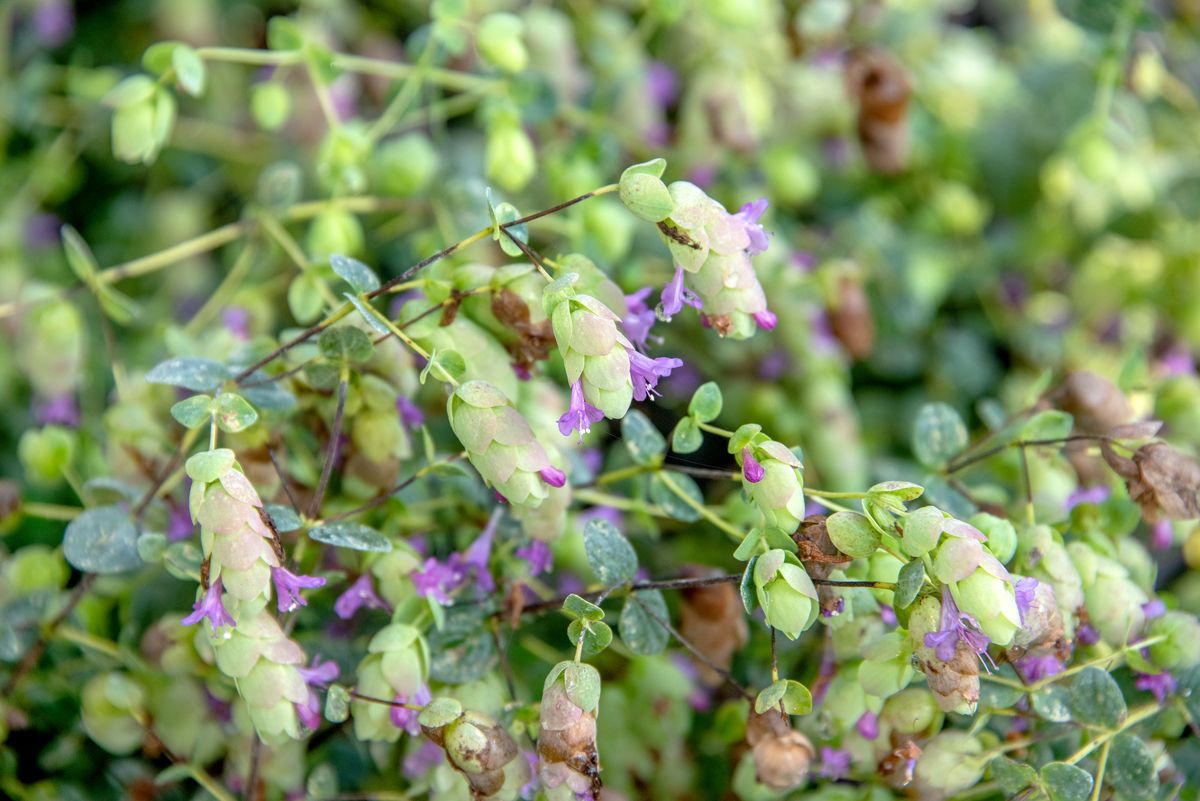 Hopfenoregano Amthyst Falls