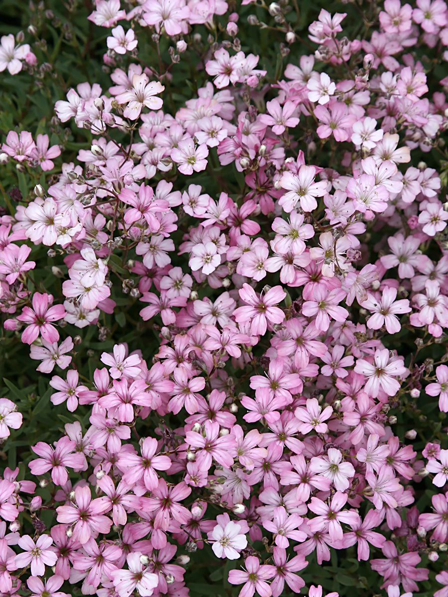 Schleierkraut Rosea