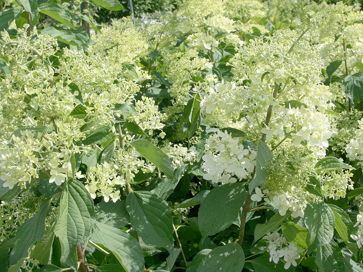 Rispenhortensie Phantom Rispenhortensie Phantom