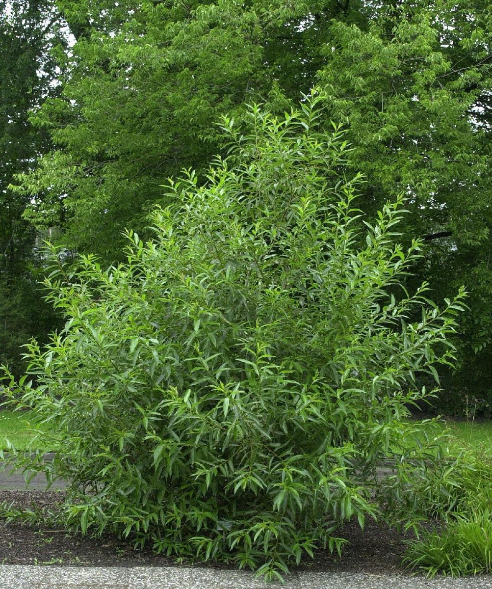Lorbeerweide