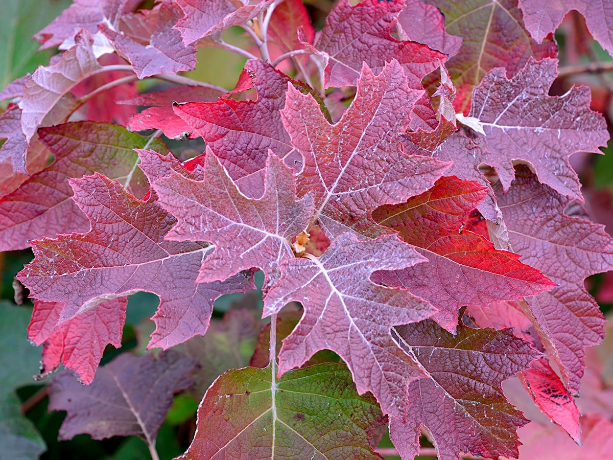 Eichenblättrige Hortensie Eichenblättrige Hortensie
