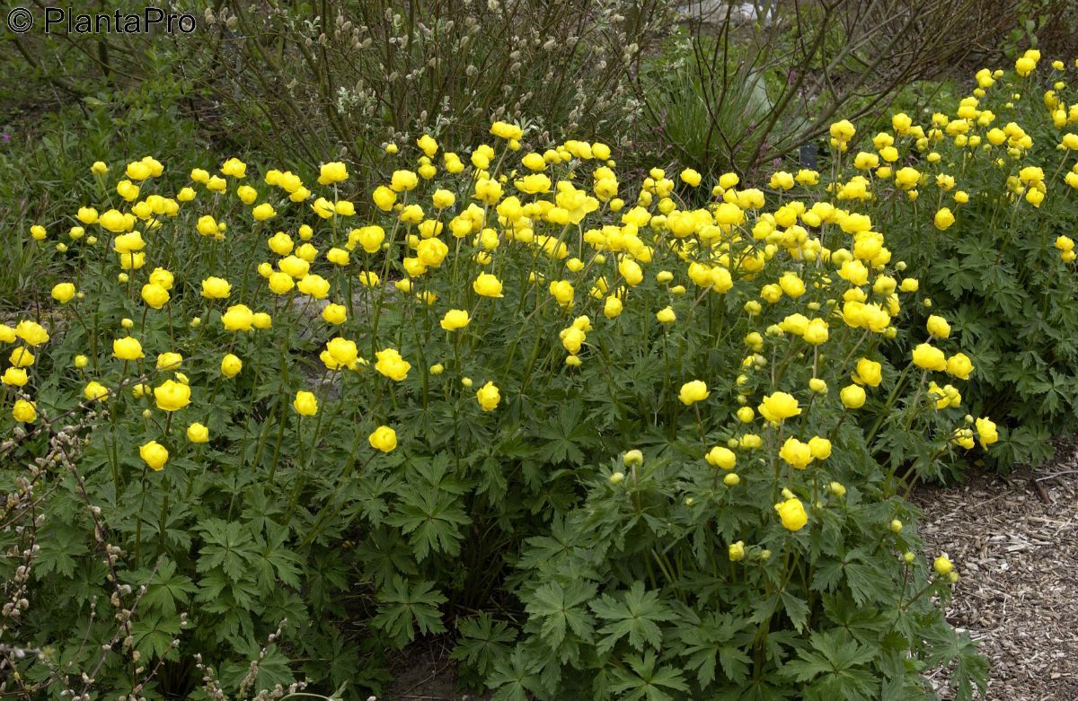 Europäische Trollblume
