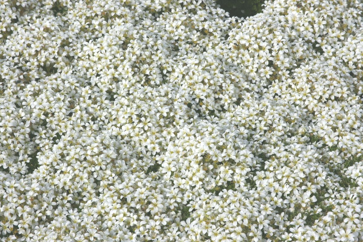 Steinbrech White Star Steinbrech White Star