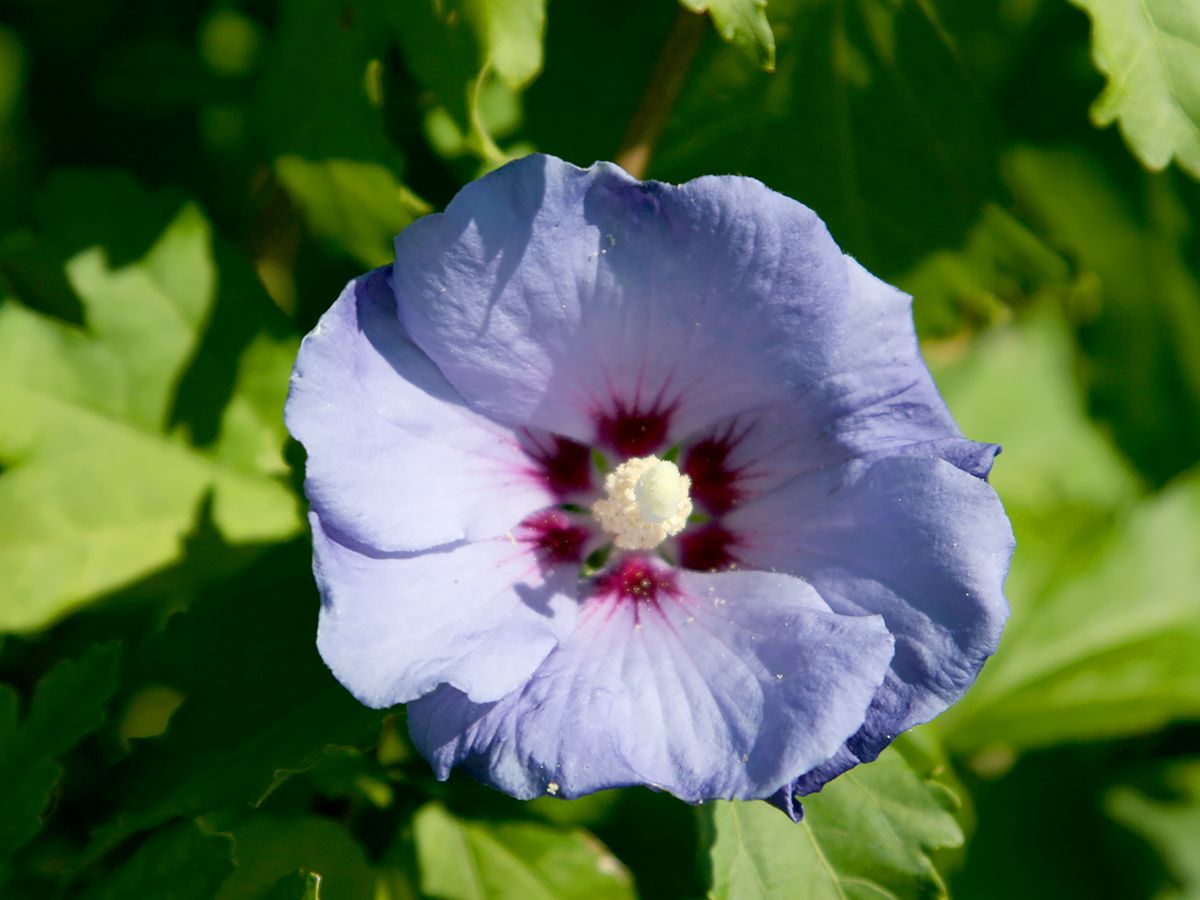 Hibiskus Oiseau Bleu