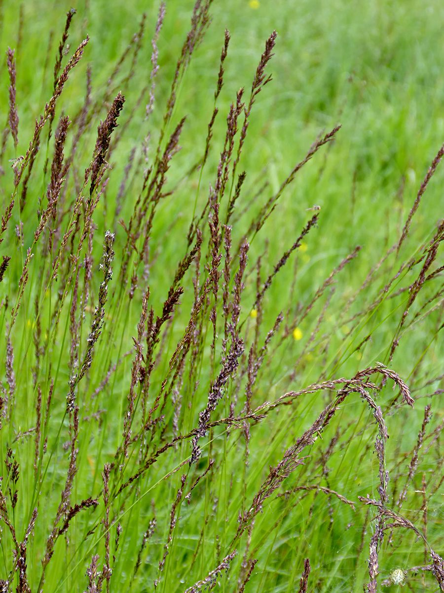 Blaues Pfeifengras