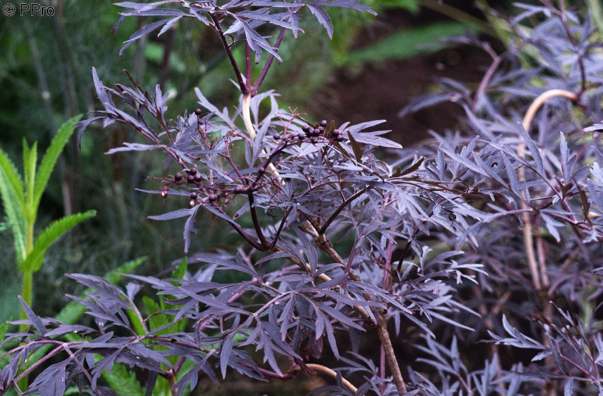 Farnblättriger Holunder Black Lace® Farnblättriger Holunder Black Lace®