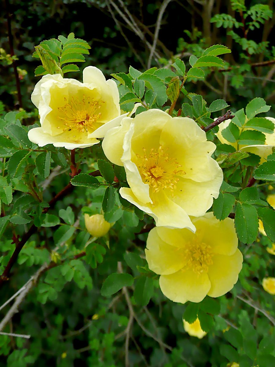 Rosa hugonis Strauchrose/Wildrose
