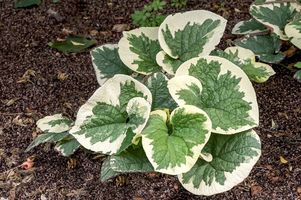 Kaukasusvergissmeinnicht Variegata Kaukasusvergissmeinnicht Variegata