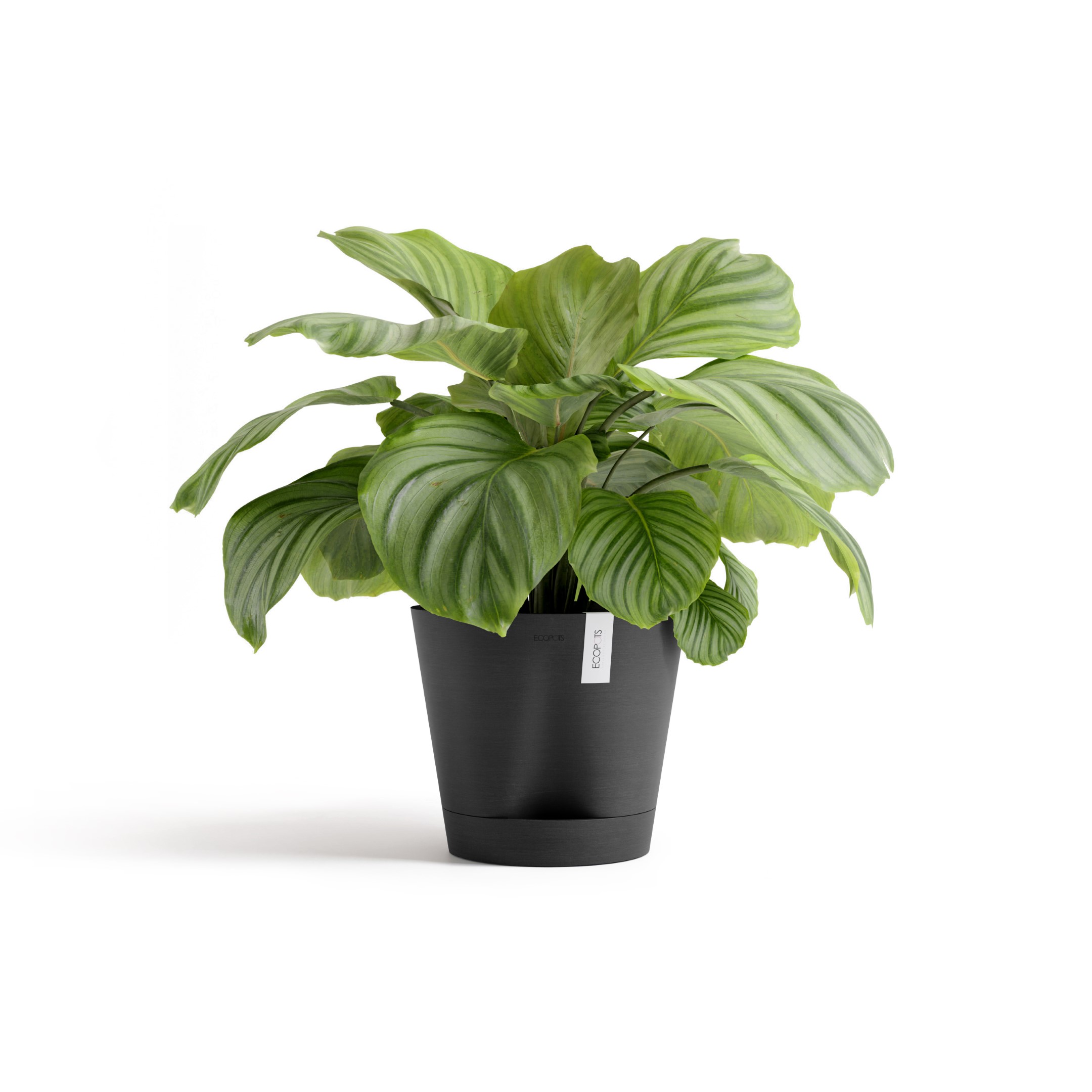 Ecopots Venice 2